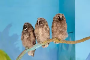 Обитатели совариума в «Сочи Парке» &copy;&nbsp;Фото пресс-службы &laquo;Сочи Парка&raquo;