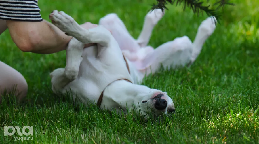  &copy;&nbsp;Фото Елены Синеок, Юга.ру