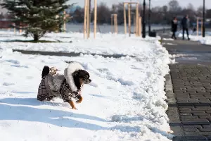  &copy;&nbsp;Фото Елены Синеок, Юга.ру