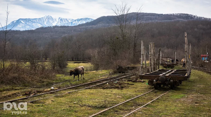 Апшеронская узкоколейная железная дорога &copy;&nbsp;Фото Елены Синеок, Юга.ру