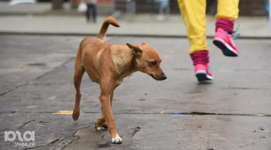  &copy;&nbsp;Елена Синеок, ЮГА.ру