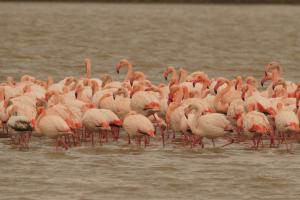  &copy;&nbsp;Скриншот фото Игоря Сикорского со страницы &laquo;ВКонтакте&raquo; &laquo;ФГБУ Заповедный Крым&raquo;