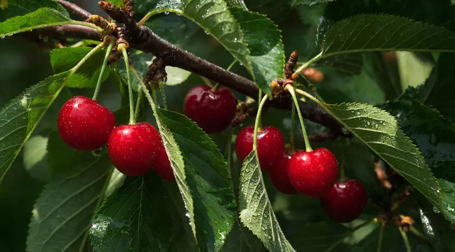 вишня &copy;&nbsp;Изображение сгенерировано нейросетью Gigachat