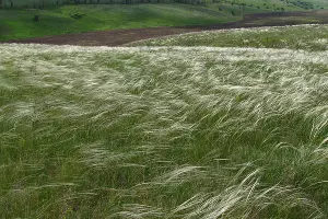 Ковыль в балке, Днепропетровская область &copy;&nbsp;Фото: Novoklimov, wikimedia.org, CC BY-SA 4.0