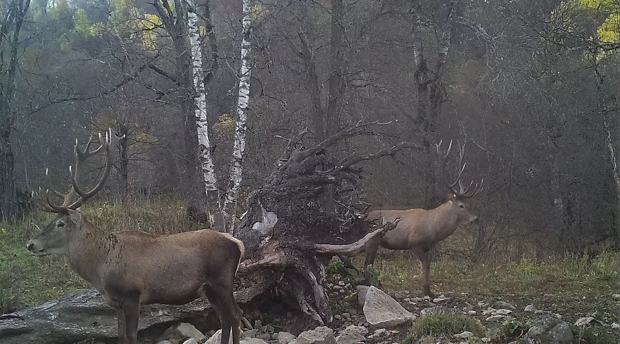  &copy;&nbsp;Фото пресс-службы Кавказского биосферного заповедника