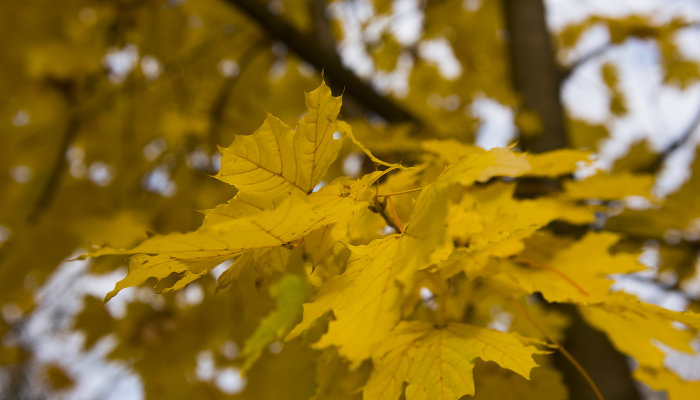 В Краснодарском крае в начале рабочей недели воздух прогреется до 22 °С