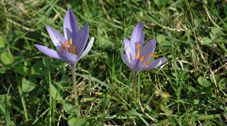  © Фото пресс-службы Сочинского национального парка