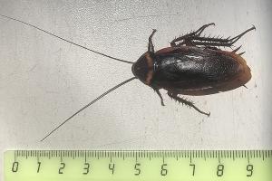 Американский таракан © Фото пресс-службы Сочинского нацпарка