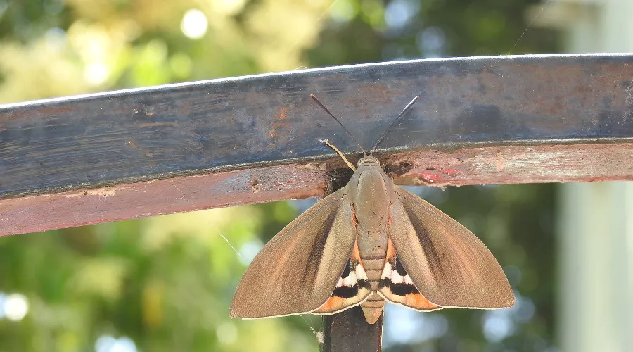  &copy;&nbsp;Фото пресс-службы Сочинского национального парка