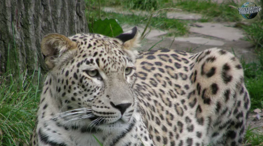  &copy;&nbsp;Фото с сайта zoogalaktika.ru