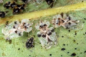 Дубовая кружевница © Фото пресс-службы Кавказского биосферного заповедника