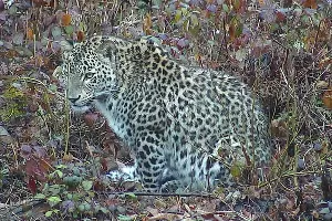  &copy;&nbsp;Фото пресс-службы WWF