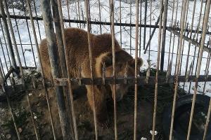 Медведь Афанасий © Фото Елены Малышевой, Юга.ру