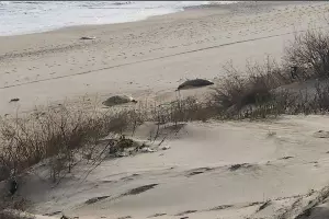  &copy;&nbsp;Скриншот фото из телеграм-канала &laquo;ЕЖ&raquo;