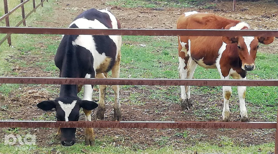  &copy;&nbsp;Фото Антона Быкова, Юга.ру