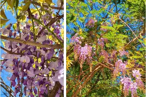 Глициния &copy;&nbsp;Коллаж из скриншотов фото из телеграм-канала &laquo;Кавказский заповедник&raquo;