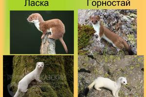  © Фото пресс-службы Кавказского заповедника