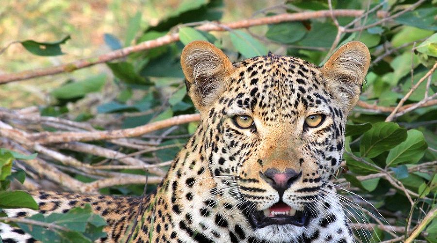  &copy;&nbsp;Фото с сайта pixabay.com