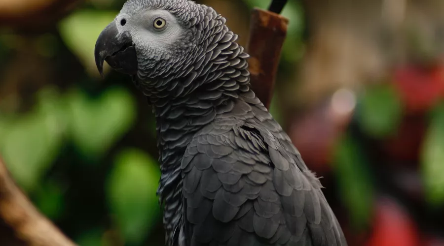 Попугай жако &copy;&nbsp;Фото пользователя Boris с сайта unsplash.com