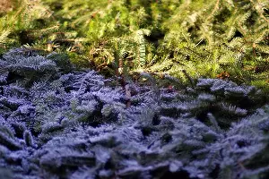  &copy;&nbsp;Фото с сайта pixabay.com