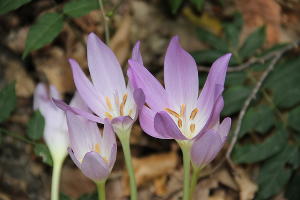 Безвременник великолепный © Фото пресс-службы Сочинского нацпарка