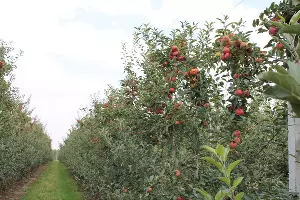  &copy;&nbsp;Фото пресс-службы ООО &laquo;АКСИС&raquo; ГК