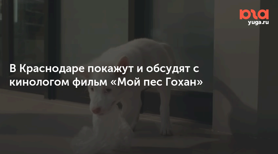 В Краснодаре покажут и обсудят с кинологом фильм «Мой пес Гохан»