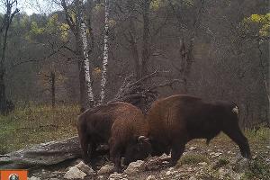  © Фото пресс-службы Кавказского биосферного заповедника