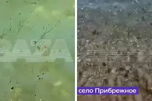  &copy;&nbsp;Скриншот видео из телеграм-канала Baza