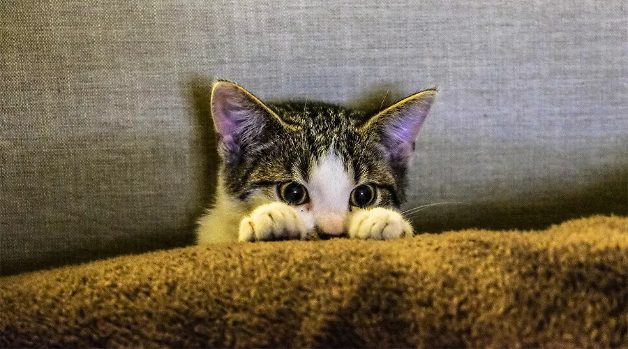  &copy;&nbsp;Фото wirestock, freepik.com