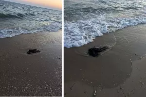  &copy;&nbsp;Коллаж из скриншотов фото из телеграм-канала &laquo;Юрий Озаровский Анапа Витязево Джемете&raquo;