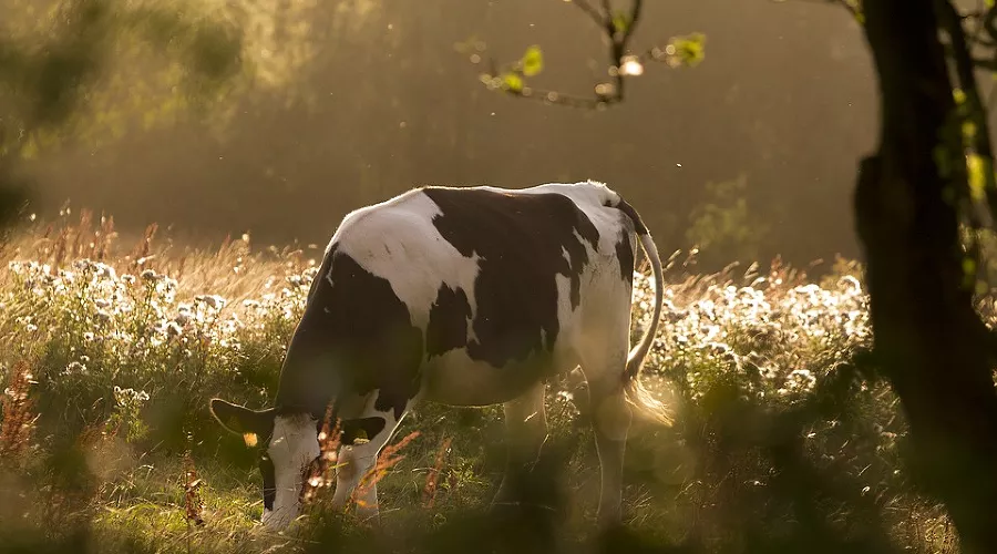  &copy;&nbsp;Фото с сайта pixabay.com