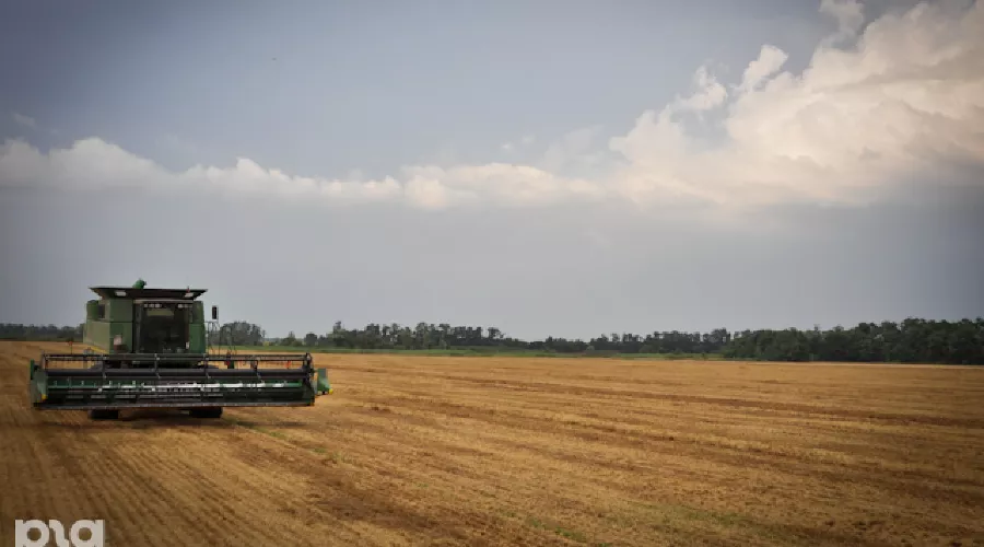 Жатва &copy;&nbsp;Елена Синеок. ЮГА.ру