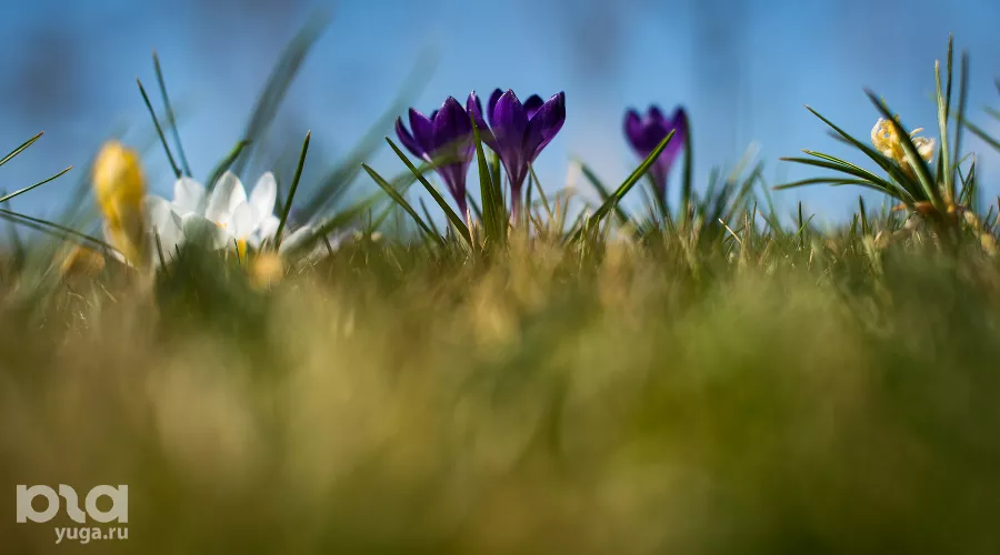  &copy;&nbsp;Фото Елены Синеок, Юга.ру