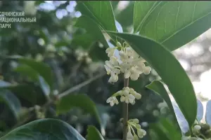  &copy;&nbsp;Скриншот фото из телеграм-канала &laquo;Сочинский национальный парк&raquo;