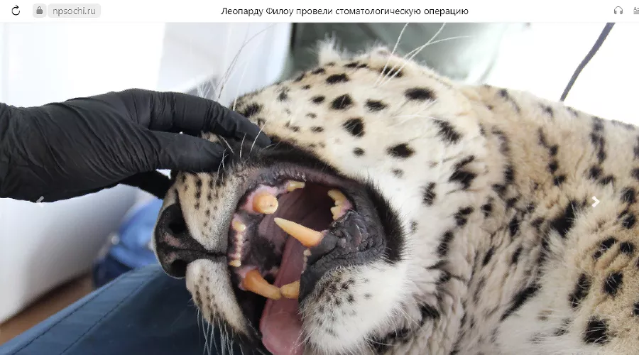  &copy;&nbsp;Скриншот с сайта нацпарка Сочи, npsochi.ru