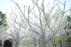  &copy;&nbsp;Фото Александра Райко, пресс-служба мэрии Краснодара